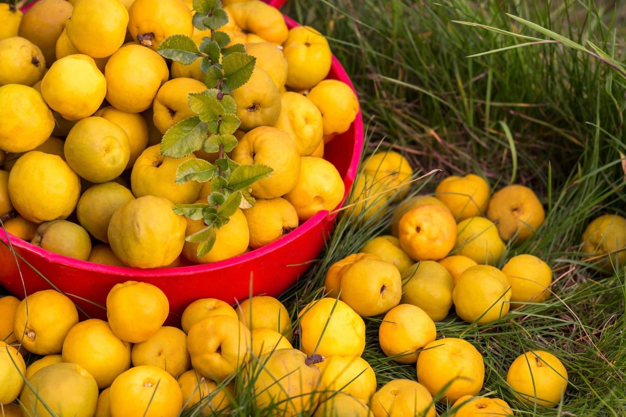 Nalewka z pigwy – właściwości, zastosowanie i przygotowanie