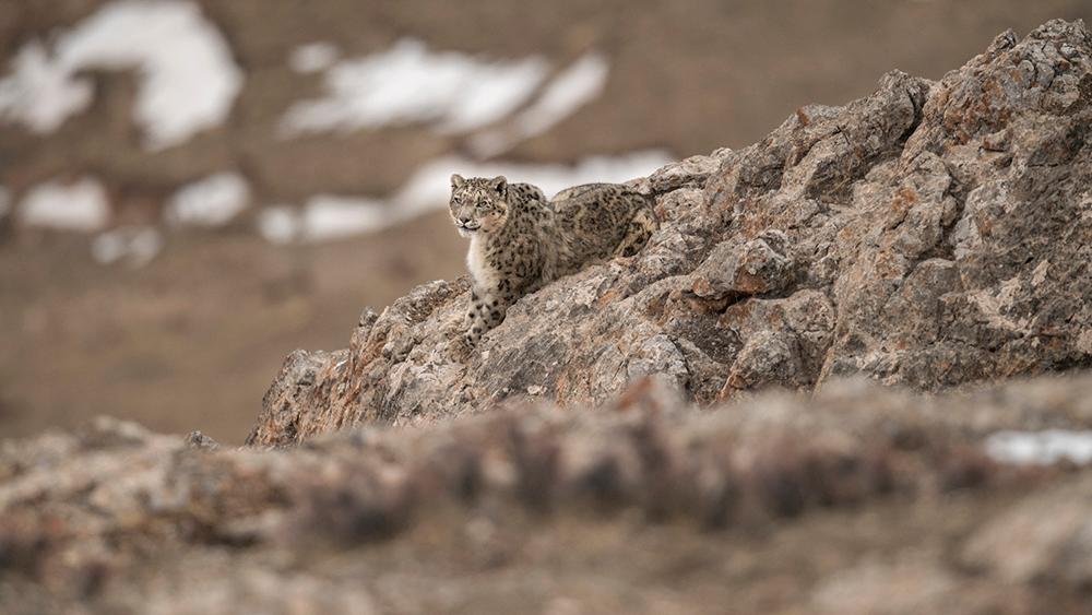 Vincent Munier wytropił i sfotografował niezwykle rzadkiego irbisa śnieżnego. Zobaczcie, jak powstały jego zdjęcia 1