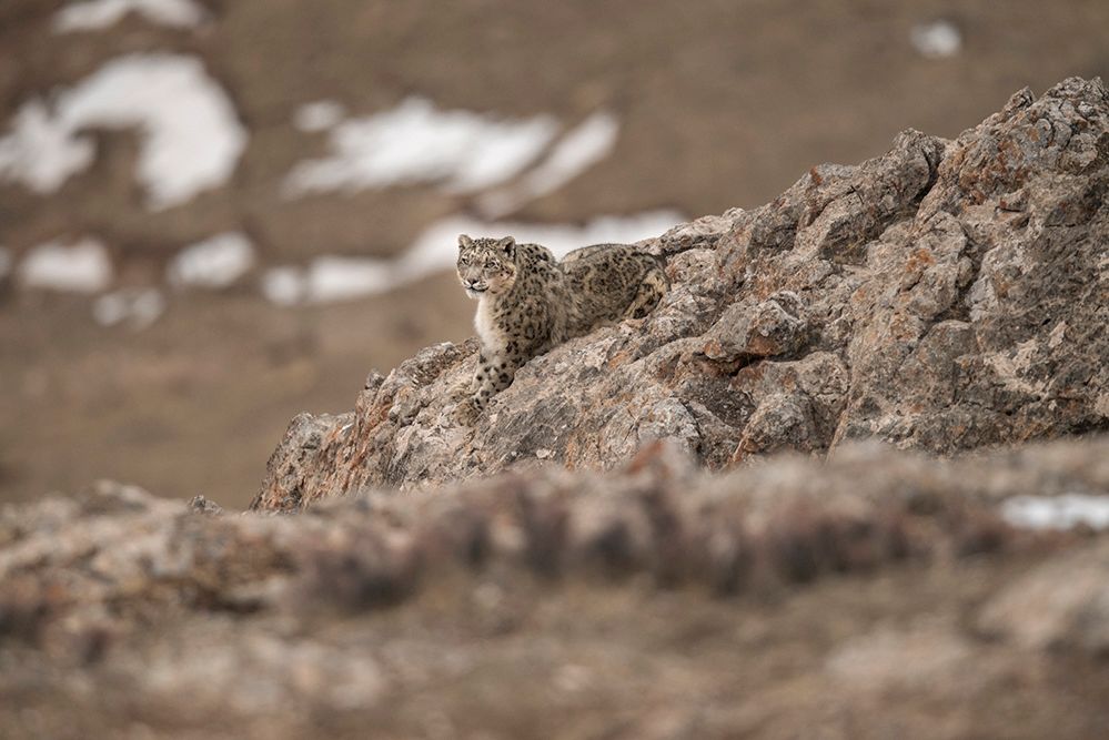 Vincent Munier wytropił i sfotografował niezwykle rzadkiego irbisa śnieżnego. Zobaczcie, jak powstały jego zdjęcia