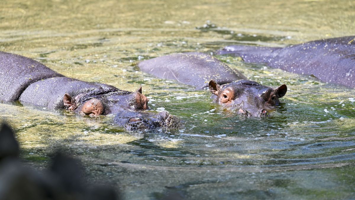 Delhi Zoo Animals Get Special Summer Treatment
NEW DELHI, INDIA - APRIL 7: Hippopotamus beat the heat in a water pool in an enclosure at Zoological Park on April 7, 2025 in New Delhi, India. As Delhi deals with the extreme heat this summer, zookeepers are taking various steps to alleviate its impact on its animals (Photo by Raj K Raj/Hindustan Times via Getty Images)
Hindustan Times