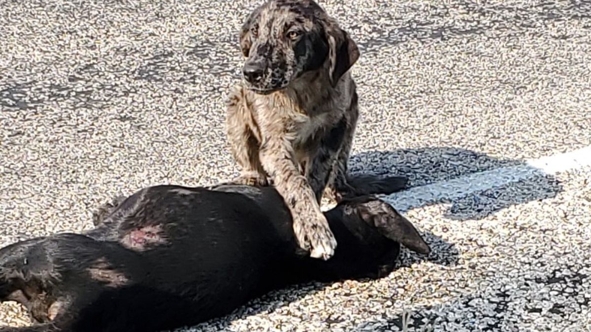 Guardian czuwający nad ciałem zmarłej siostry