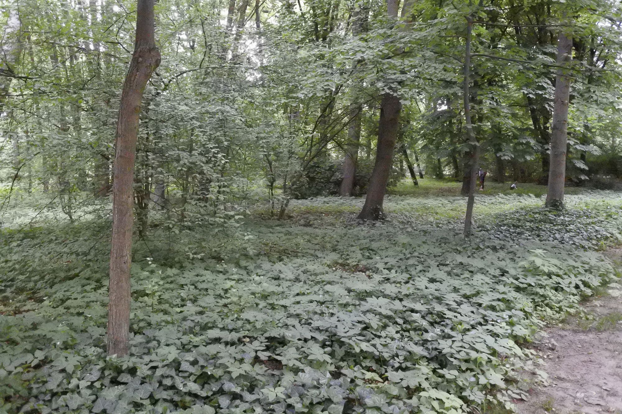 Nikon 1 J5 - mały i solidny bezlusterkowiec dla amatora [test] 53