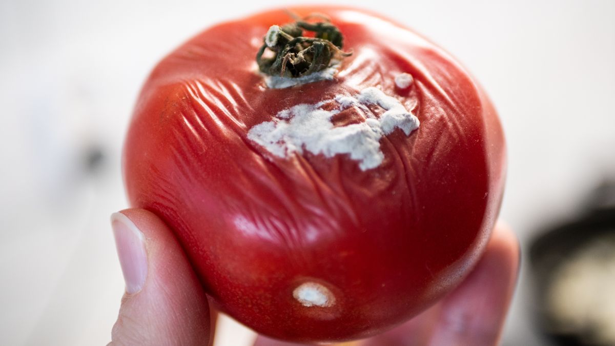 Spleśniały pomidor nadaje się tylko do kosza? Sprawdź, jak możesz go wykorzystać 