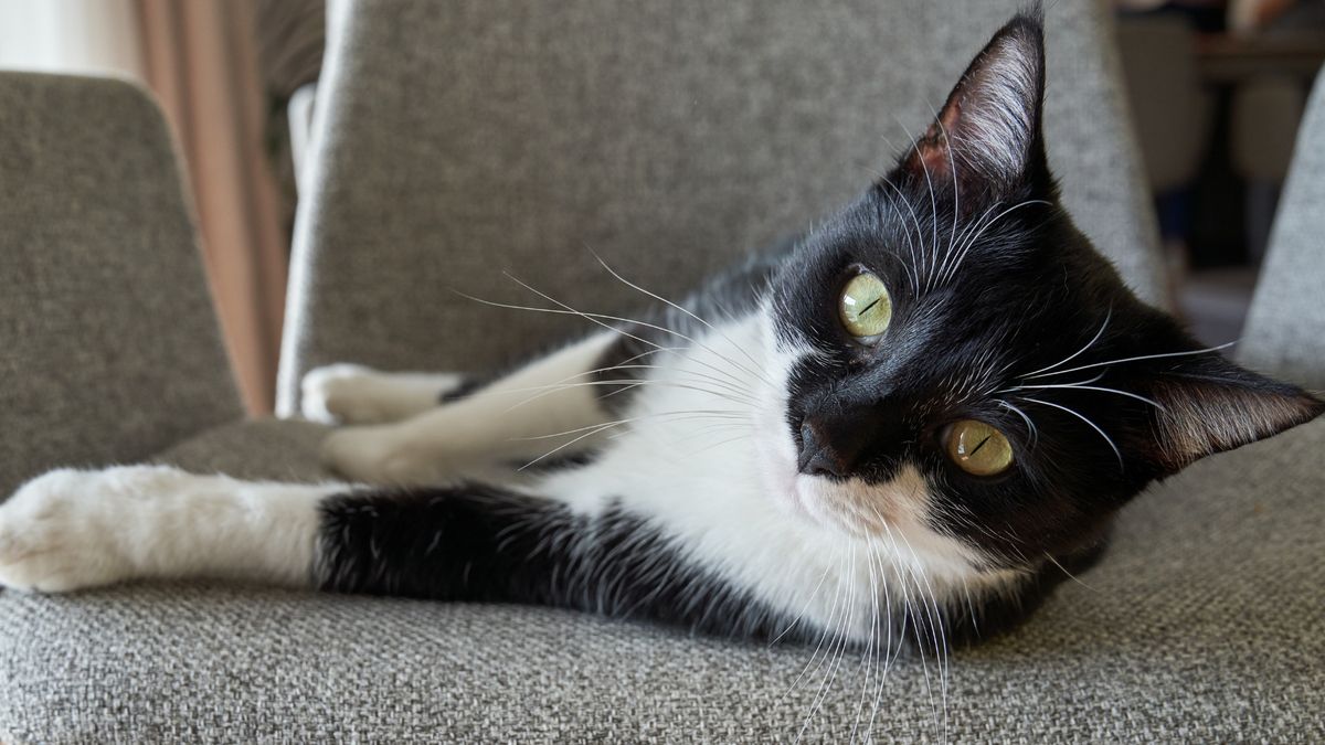 Tuxedo, czyli kot w smokingu