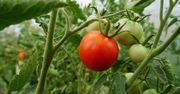 Posadź tak pomidory. Latem sobie podziękujesz