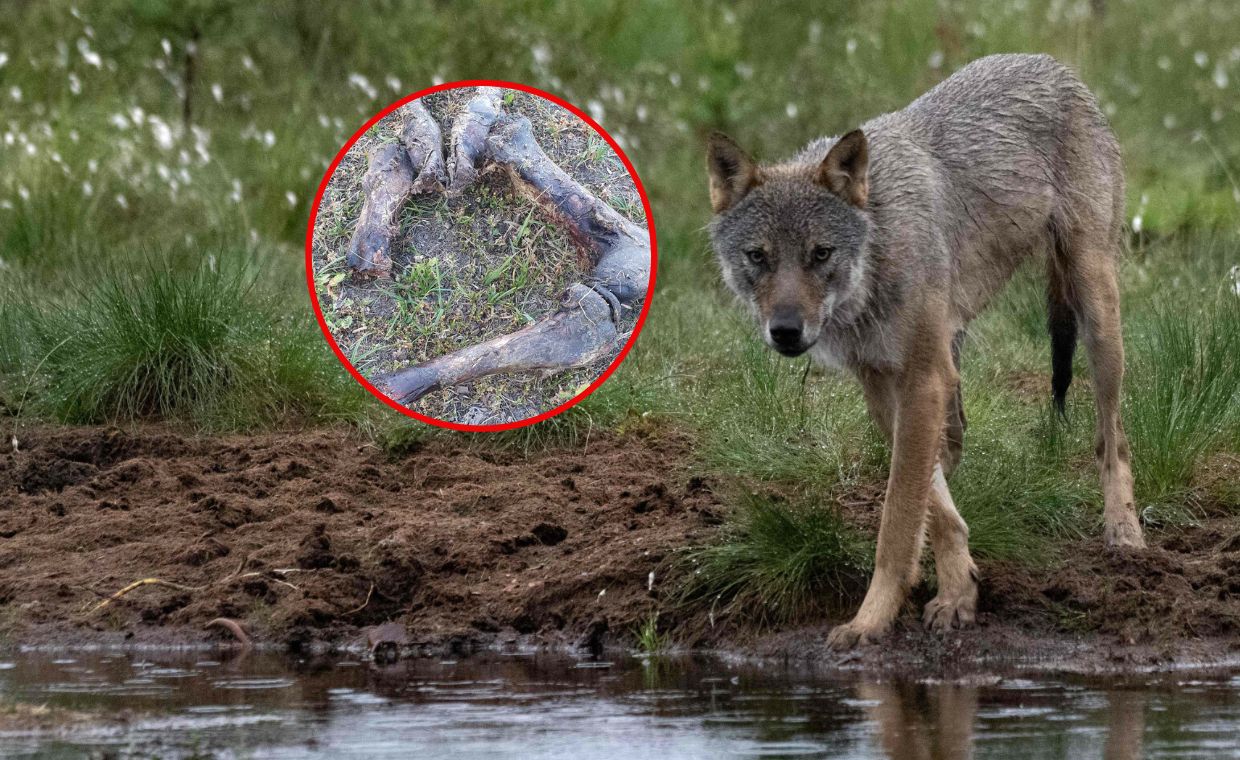 Wilki rozszarpały dwa źrebaki. Gminnej urzędniczce zjadły psa
