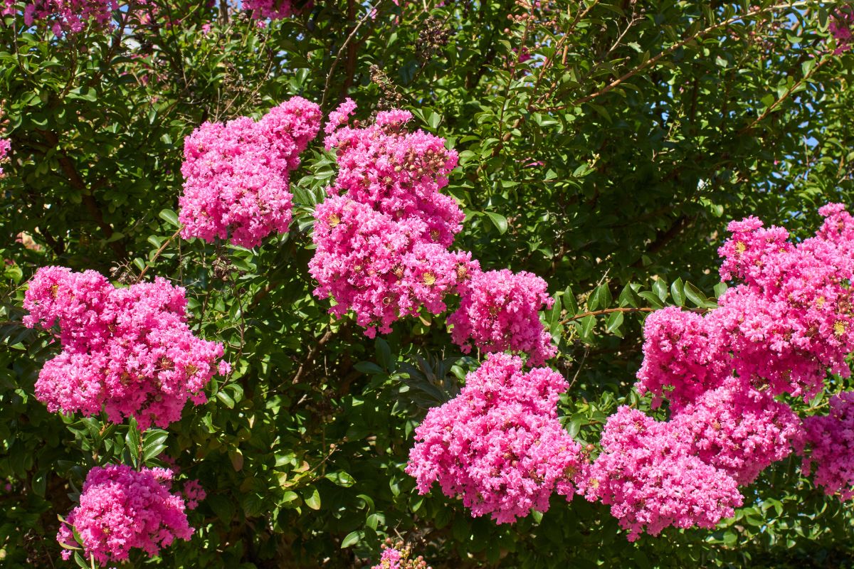 Lagerstremia indyjska zdobywa popularność