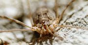 Zmutowane pająki nadciągają. Naukowcy badają ich długie odnóża