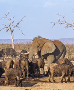 Kontrowersyjna decyzja w Afryce. Słonie i inne zwierzęta idą na rzeź