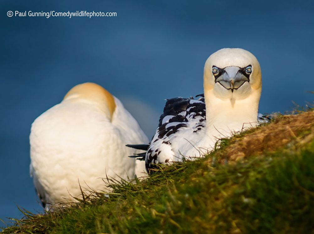 Najzabawniejsze zwierzaki konkursu Comedy Wildlife Photography Awards 2016 9
