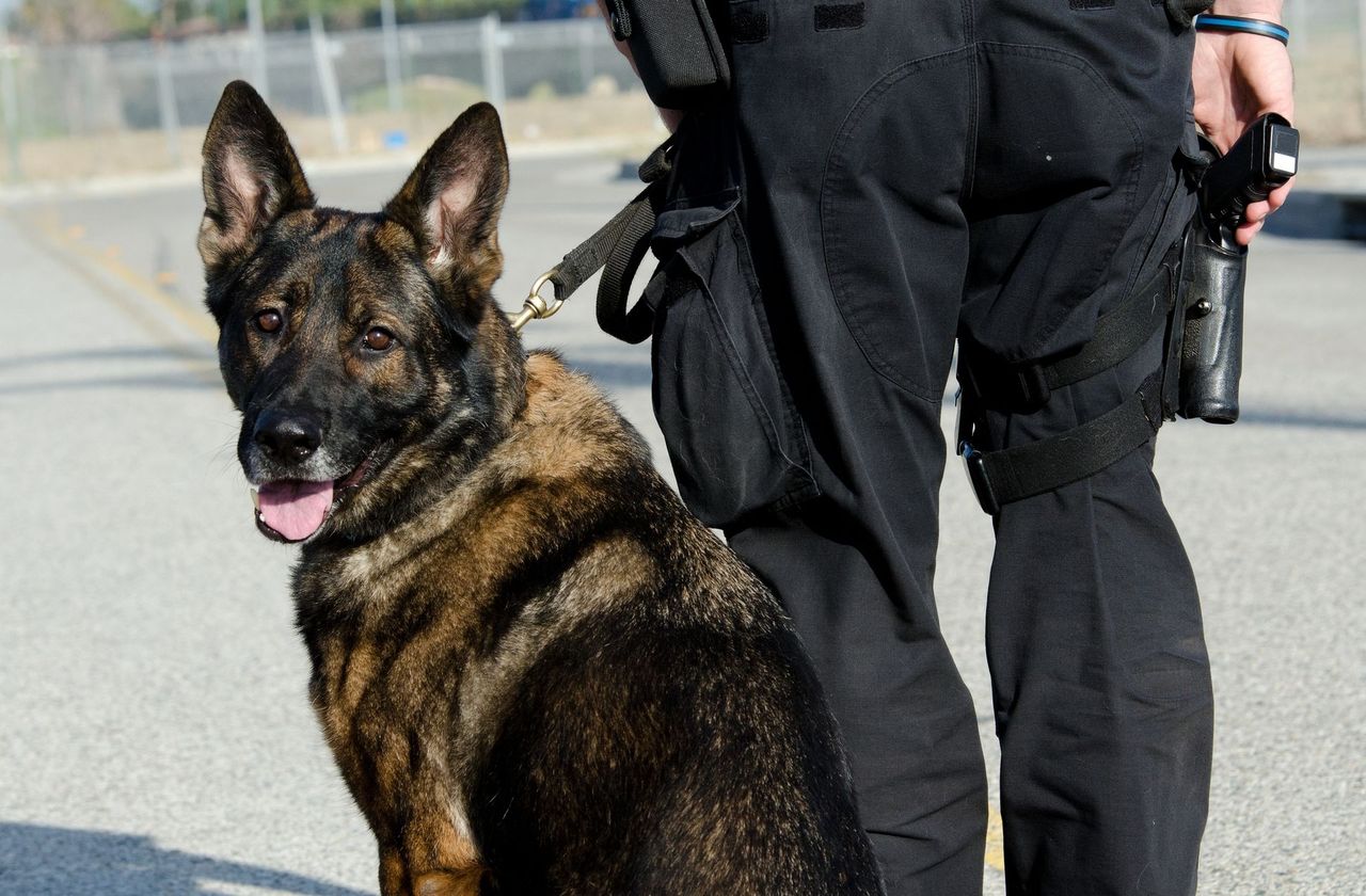 Zdjęcie psa policyjnego pochodzi z serwisu Depositphotos