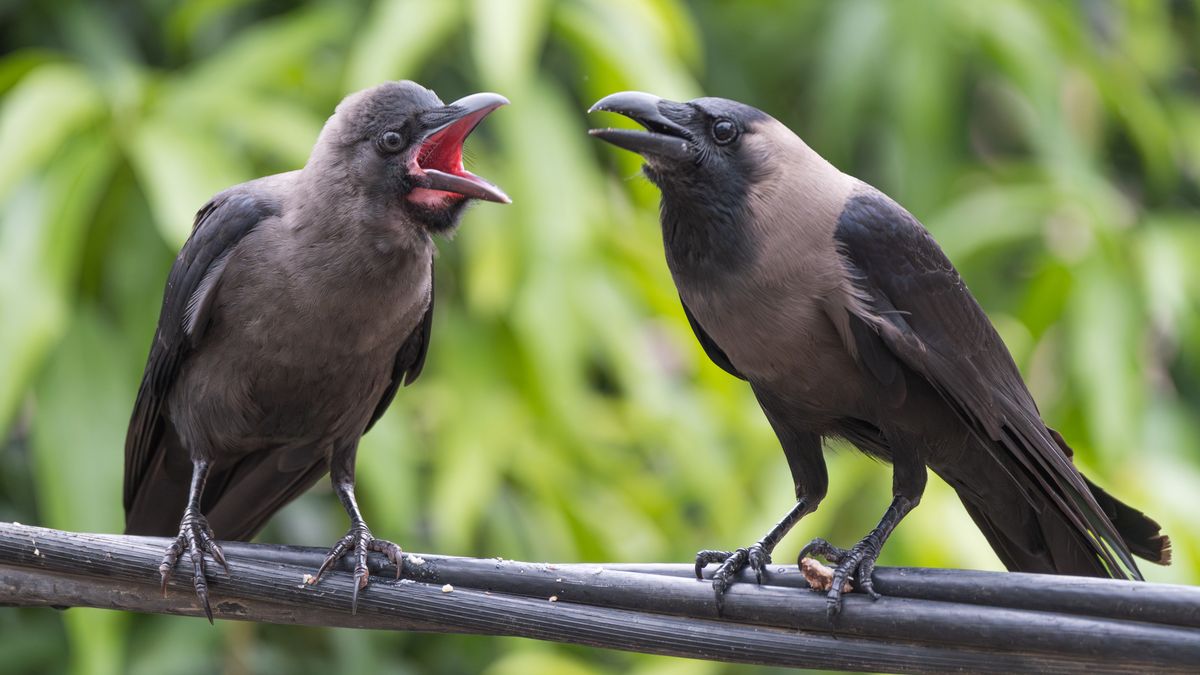 Wrona orientalna to bardzo agresywny ptak