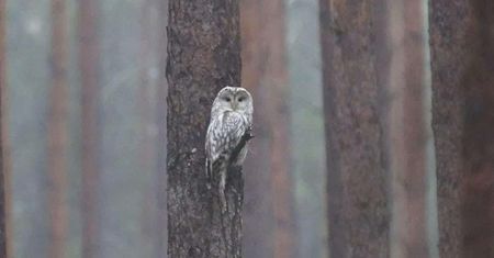 Pojawił się pierwszy raz na Podlasiu. Leśnik od razu chwycił za aparat