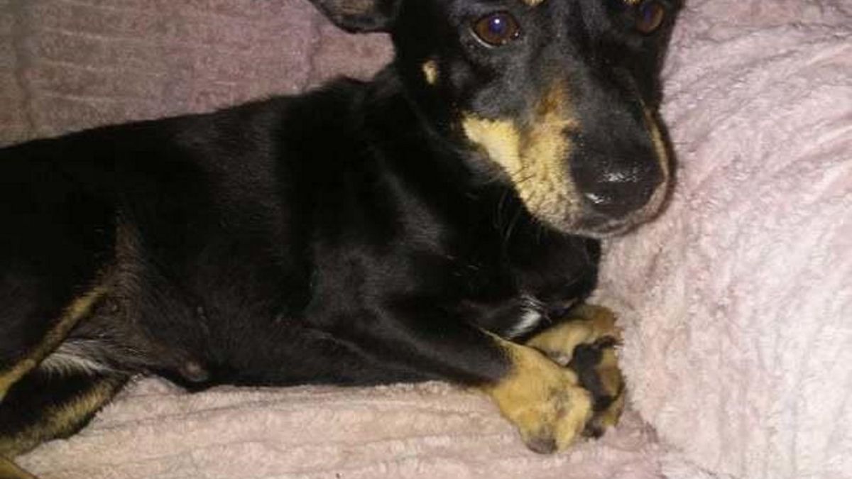 Policjanci z Białobrzegów w woj. mazowieckim poszukują zwyrodnialca, który okalecza psy poprzez obcinanie im palców.