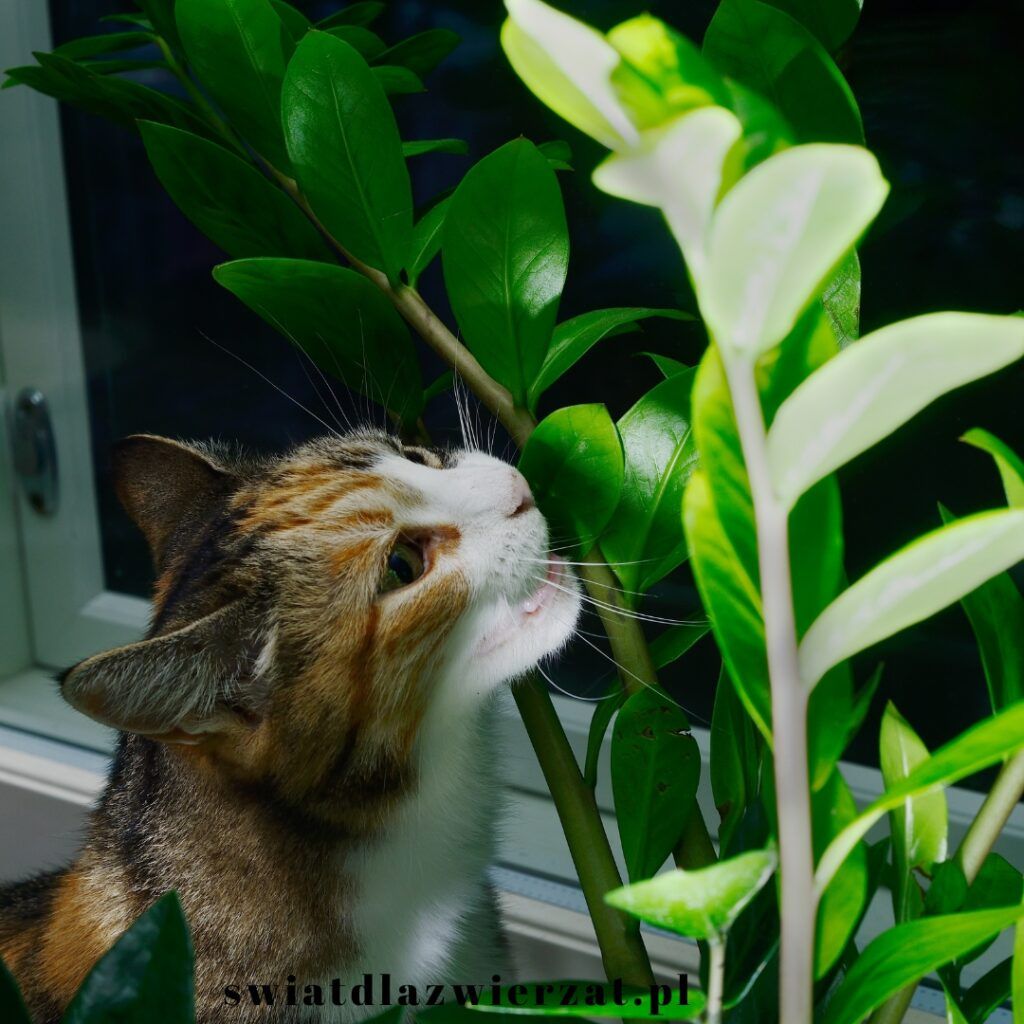 Zamioculcas a koty