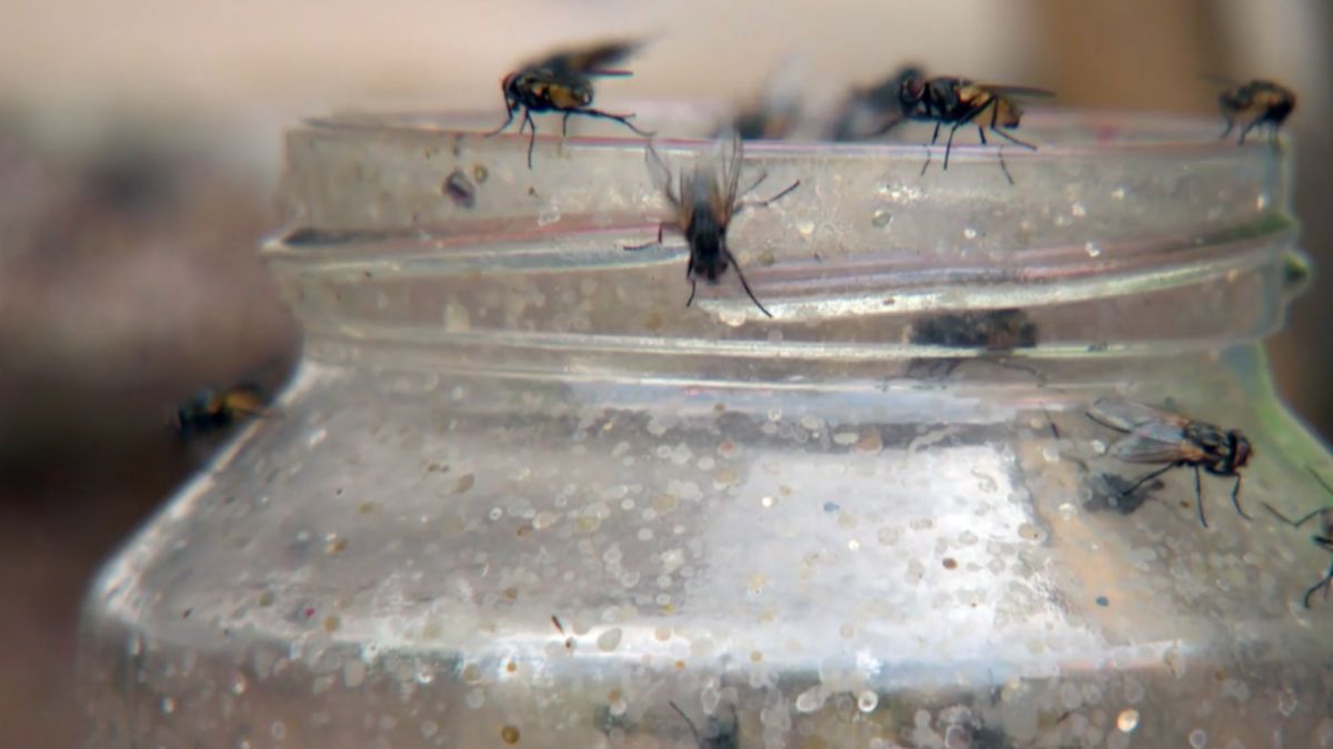 Plaga much koło Iławy.