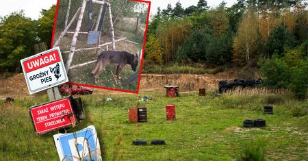 Trzy lata temu zaatakowało sześć psów. "Ja i córka byśmy nie żyły"