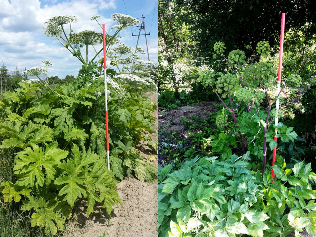 Barszcz Sosnowskiego i arcydzięgiel litwor [barszcz.edu.pl](http://barszcz.edu.pl/)