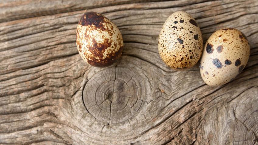 Surowe jajko przepiórcze