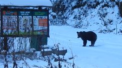 Niedźwiedź na szlaku turystycznym. Niezwykłe nagranie z Bieszczad