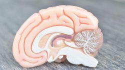 Móżdżek - choroby, działanie, funkcje