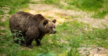 Głodny niedźwiedź w Grecji. Pożarł kilogramy miodu