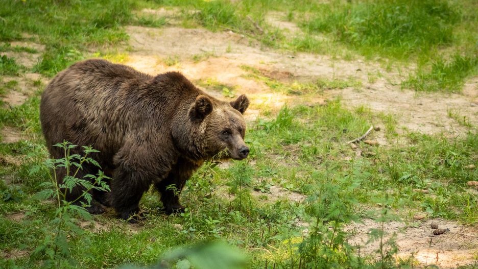 Głodny niedźwiedź pożera 40 kg miodu w północnej Grecji