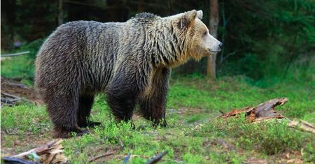 W Tatrach wzięli się za niedźwiedzie. Będą chodziły z kamerami