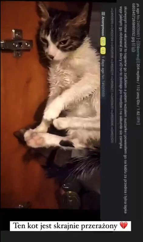 Poszukujemy SADYSTY, który w bestialski sposób znęca się nad swoim kotem! 