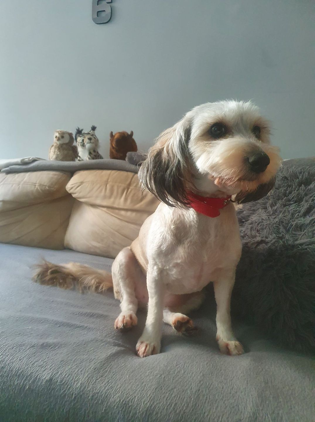 Dzień Kundelka na Pudelku! Nasi czytelnicy dzielą się z nami zdjęciami swoich pupili 