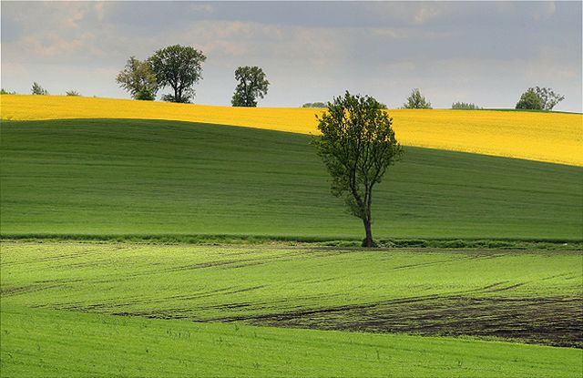 Obraz