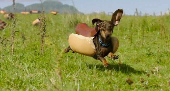 Jamniki przebrane za hot-dogi w spocie Heinz na Super Bowl 2016 (wideo)