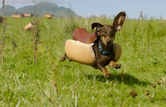 Jamniki przebrane za hot-dogi w spocie Heinz na Super Bowl 2016 (wideo)