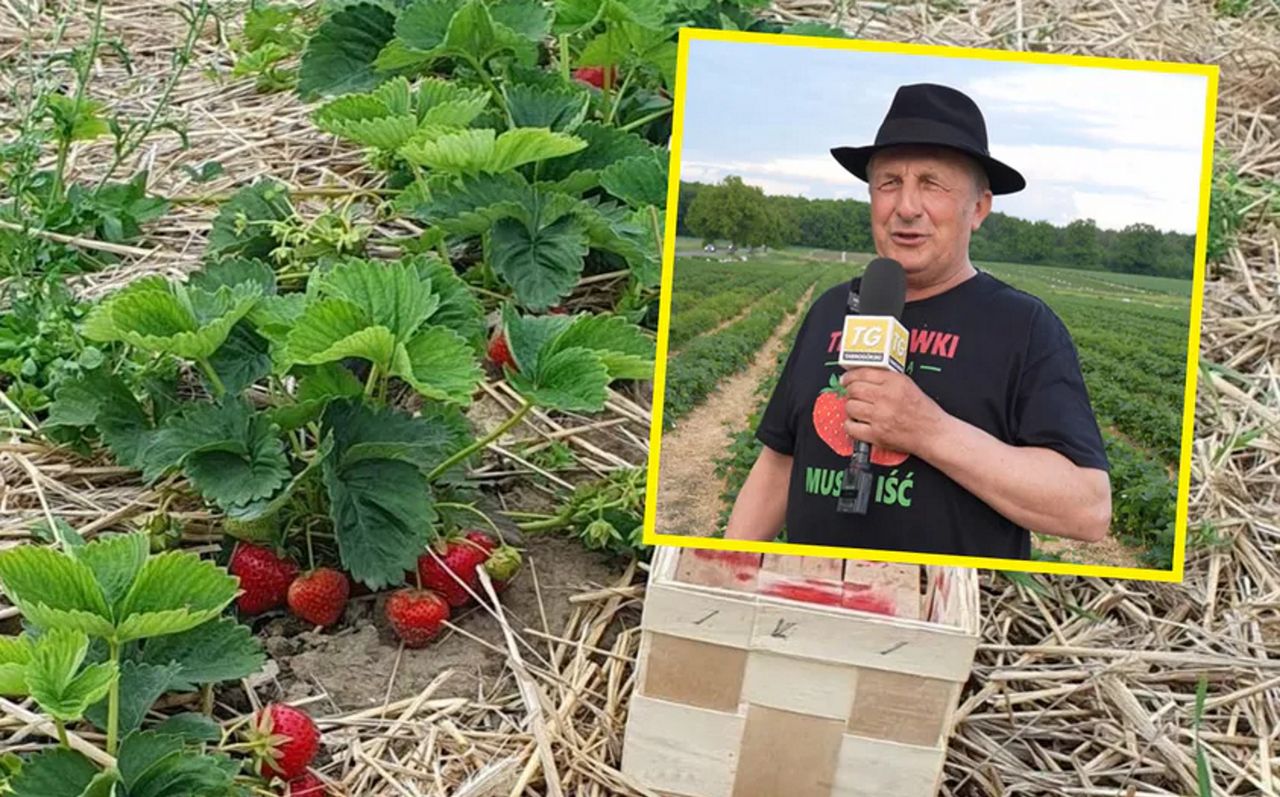 Rolnik obniżył cenę. Zaprasza na samozbiory truskawek