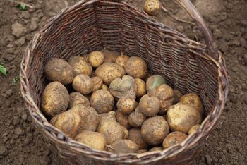 Polskie ziemniaki za granicą. Najwięcej jedzie na Ukrainę, także z Kujawsko-Pomorskiego