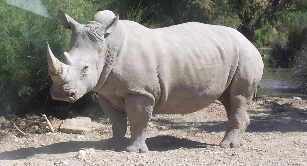 Cudem ocalili porzuconego przez matkę nosorożca