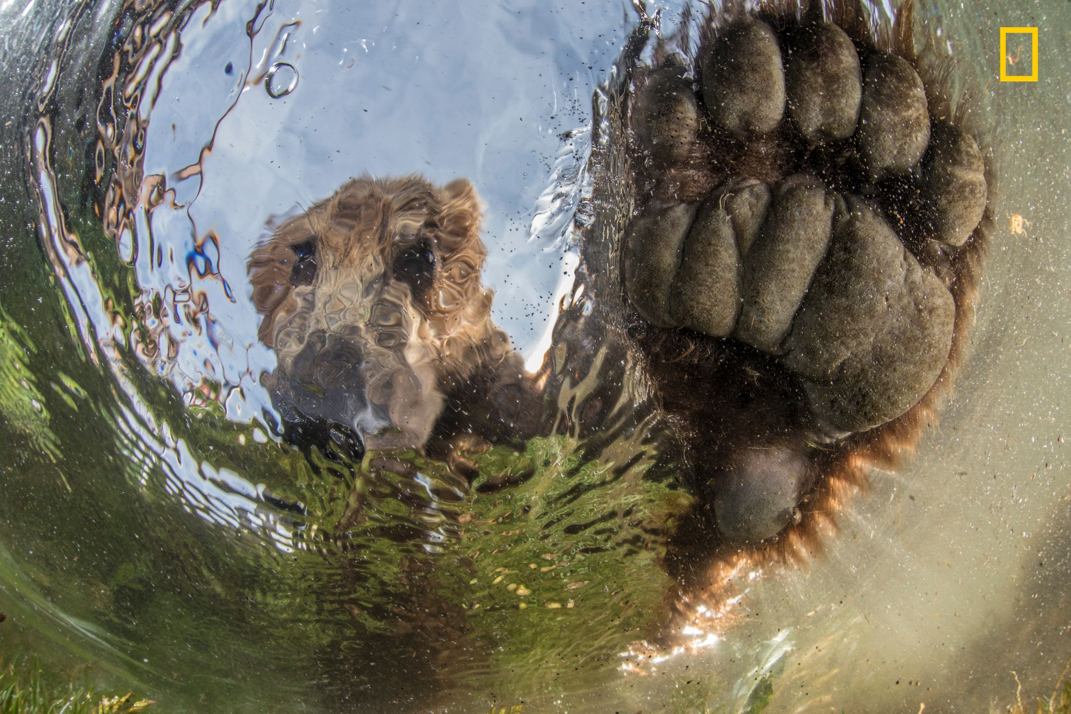 Ruszył konkurs fotograficzny Nature Photographer of The Year 2017. Pierwsze zgłoszone zdjęcia pokazują klasę 5