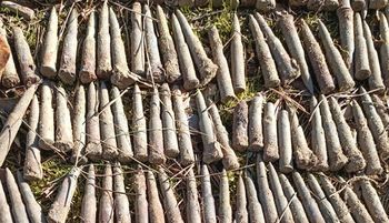 "Nie dotykaj i nie przenoś". Leśnicy ostrzegli. To nie żarty