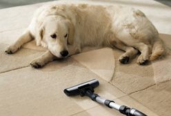 Pies i kot w domu: efektywne sprzątanie sierści