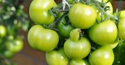 Surowe zielone pomidory