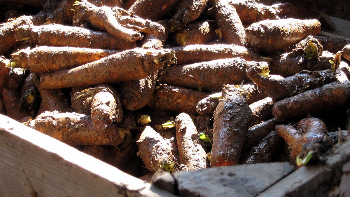 Surowy korzeń cykorii