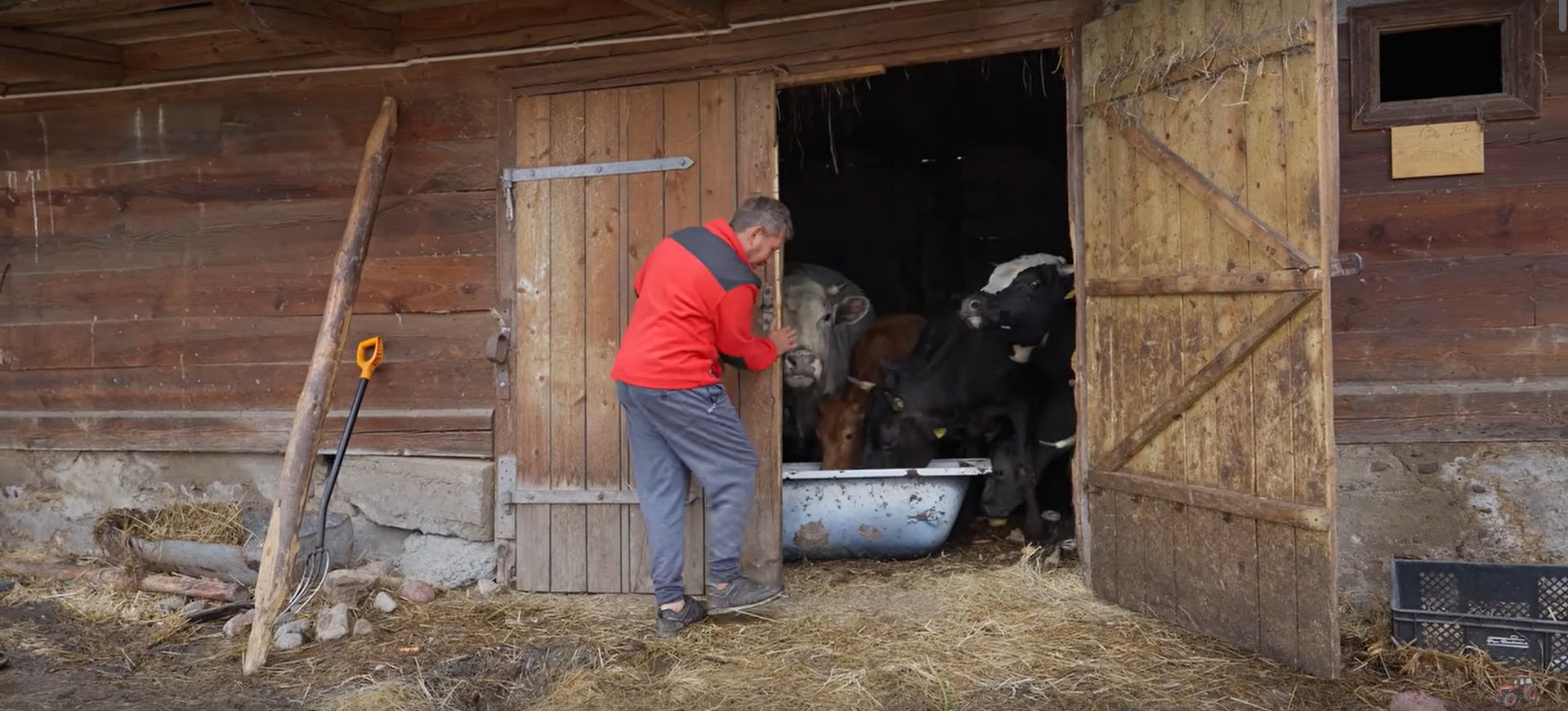 Andrzej z Plutycz z "Rolnicy. Podlasie" hoduje ok. 40 krów