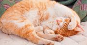 Twój kot śpi w tej pozycji? Naukowcy mają podejrzenia