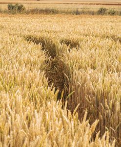 Chiny wykupują światowe zboże. W efekcie żywność będzie jeszcze droższa