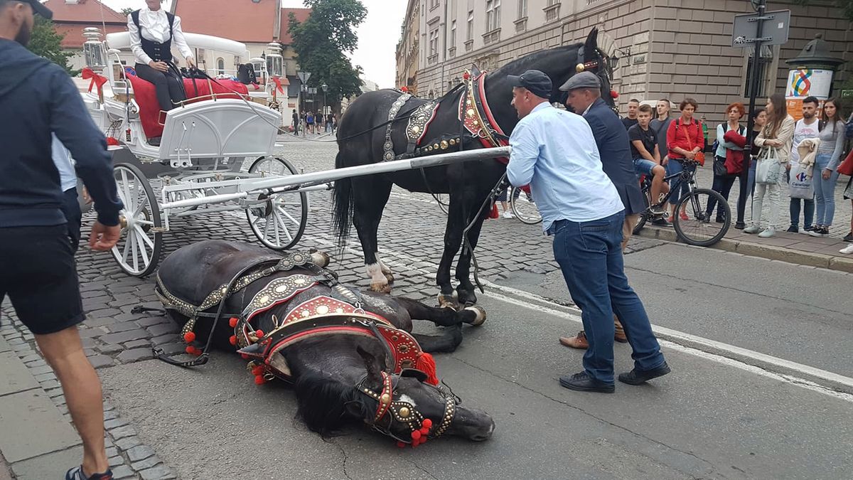 Dorożkarski koń przewrócił się pod Wawelem. "Nie zamierzacie nic z tym robić?!"