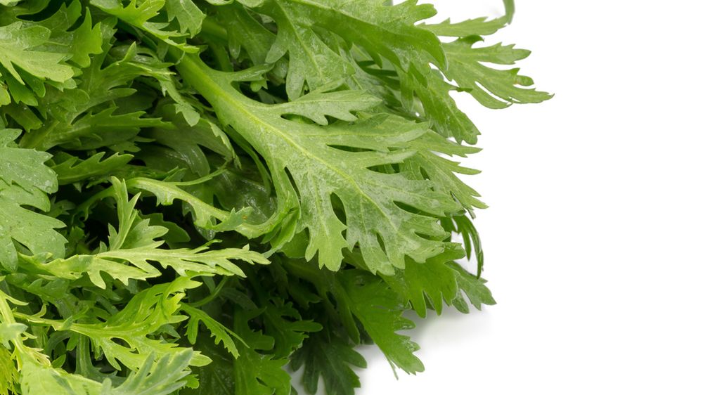 Surowy złocień wieńcowy