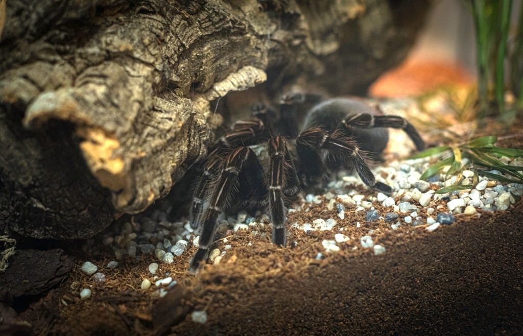 Wrocław. Wystawa egzotycznych pająków i skorpionów. Czeka aż do końca marca