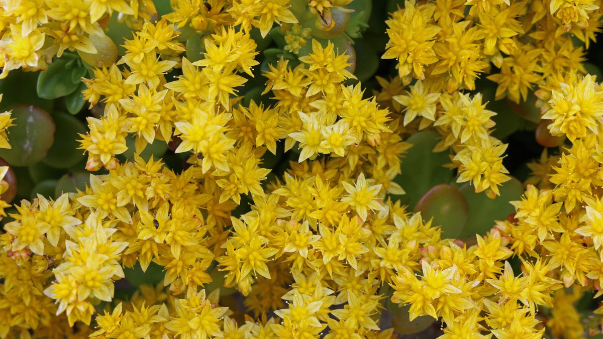 Yellow sedum flowers
Sedum (probably Sedum acre), known as biting stonecrop in full bloom with yellow flowers. Some leaves just visible between the flowers.
JohnatAPW
stonecrop, full flower, dry garden, biting stonecrop, sedum acre