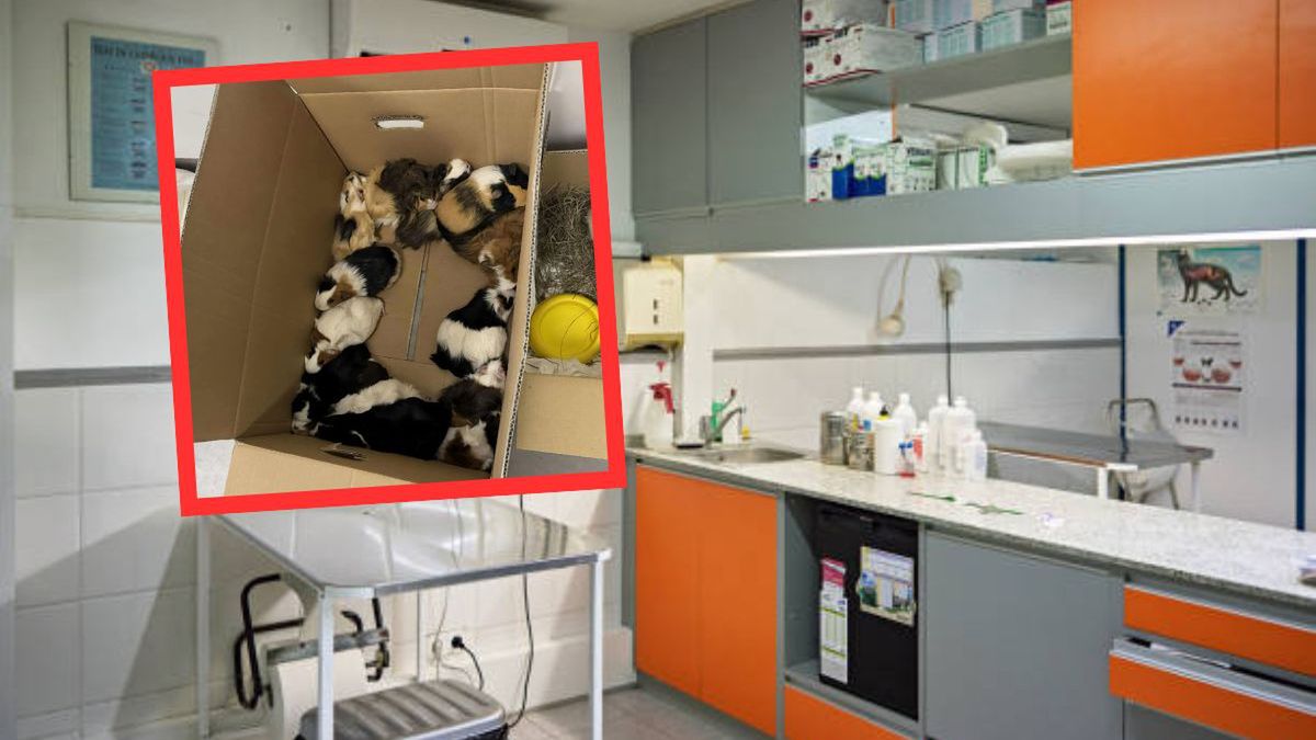 Interwencja w Gliwicach: 34 świnki morskie w złym stanie zdrowia