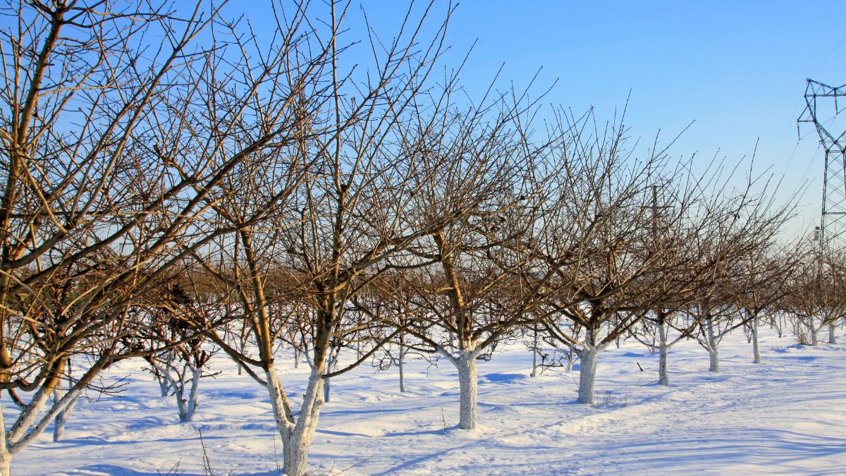 Jak wprowadzić dobroczynka do ogrodu?